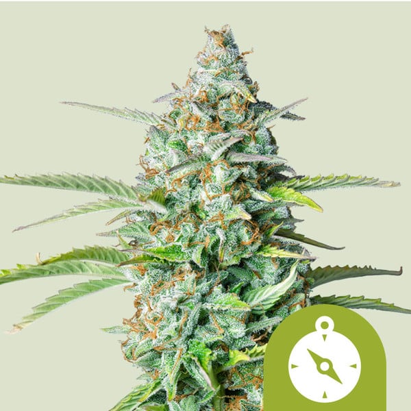 Northern Light Auto , 3 Seeds