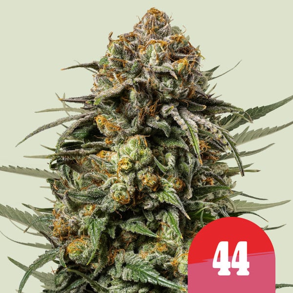 Gelato 44, 3 Seeds