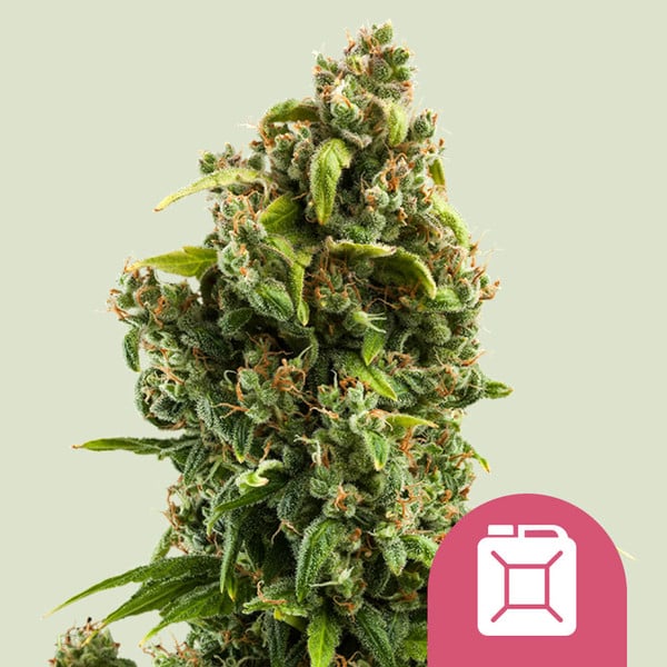 Sour Diesel , 3 Seeds