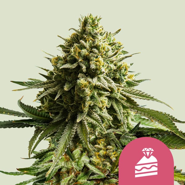 Wedding Cake , 3 Seeds