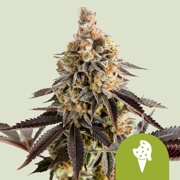 Cookies Gelato Auto , 3 Seeds