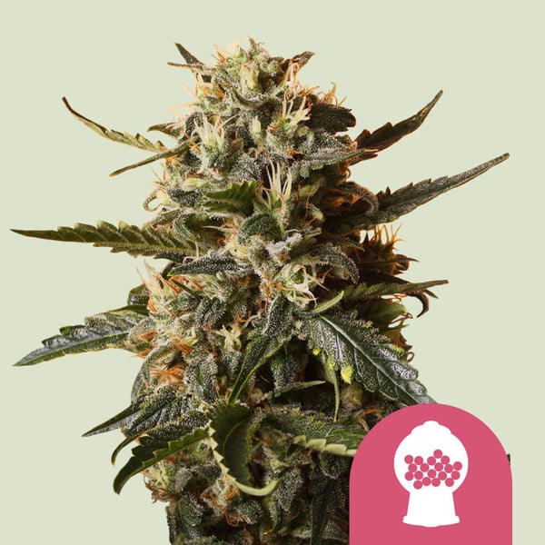 Bubblegum XL , 3 Seeds