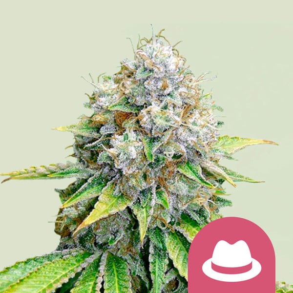 O.G. Kush , 3 Seeds