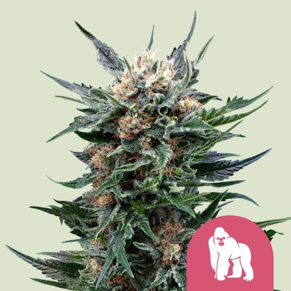 Royal Gorilla, 3 Seeds