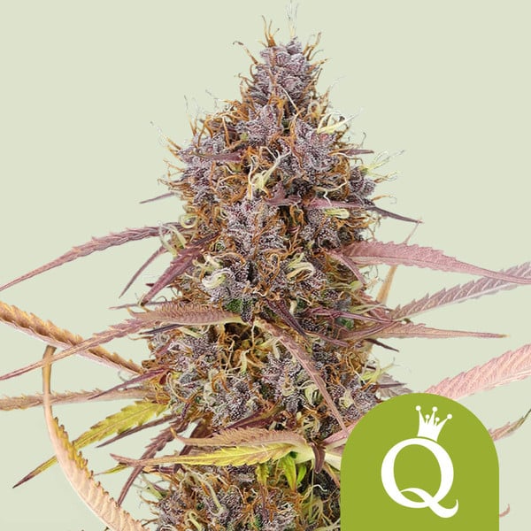 Purple Queen Auto, 3 Seeds