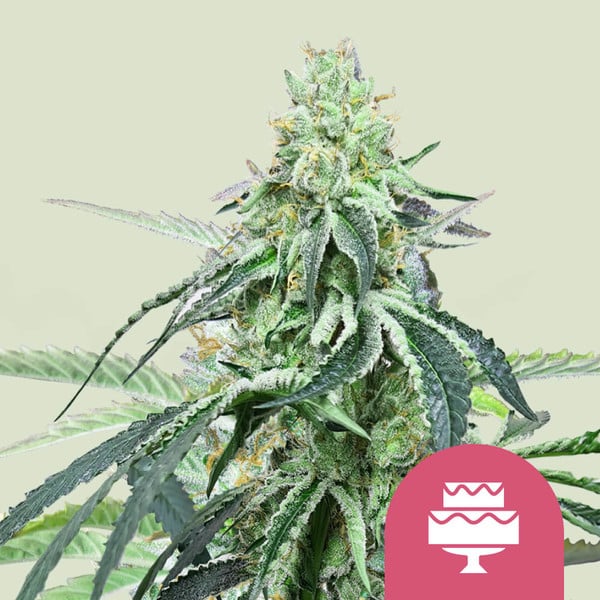 Cookies Gelato , 3 Seeds