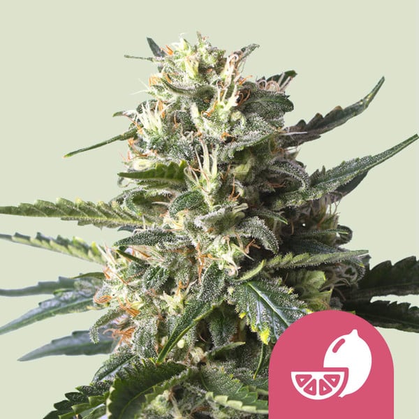 Lemon Shining Silver Haze , 3 Seeds