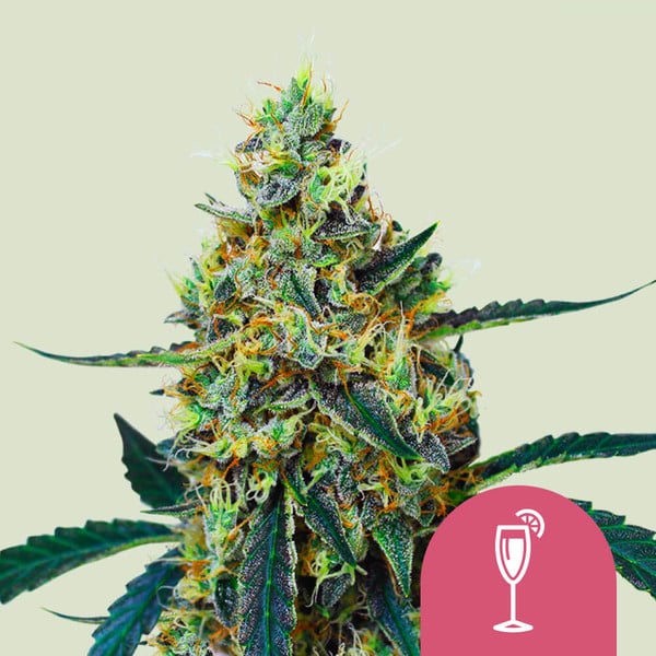 Mimosa , 3 Seeds
