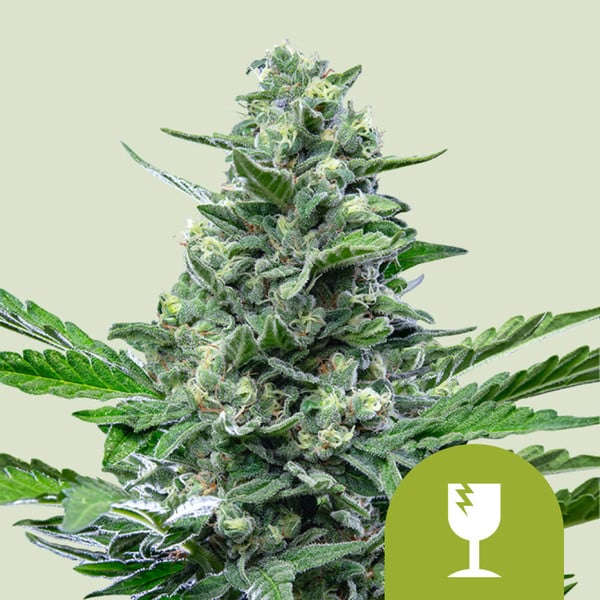 Royal Critical Auto , 3 Seeds