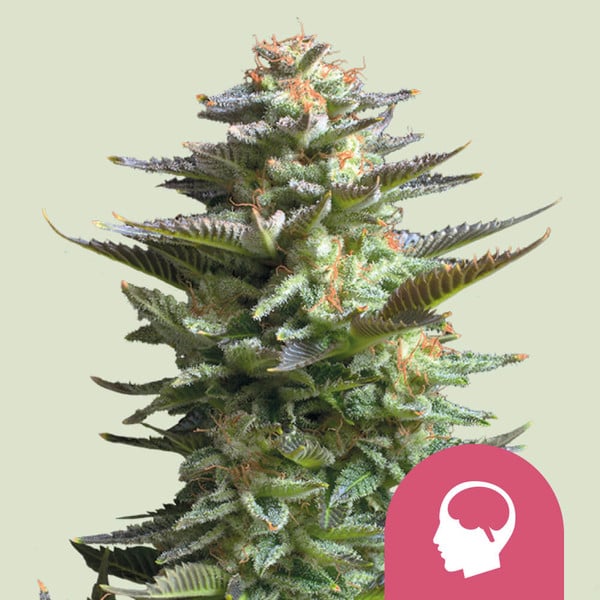 Amnesia Haze , 3 Seeds