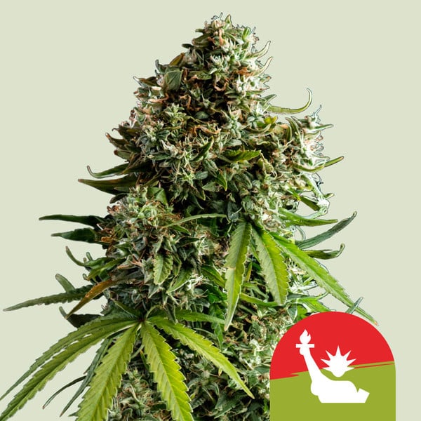 NYC Sour D Auto , 3 Seeds