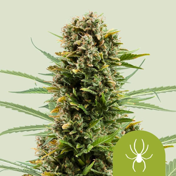 White Widow Auto , 3 Seeds