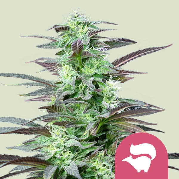Skunk XL , 3 Seeds 