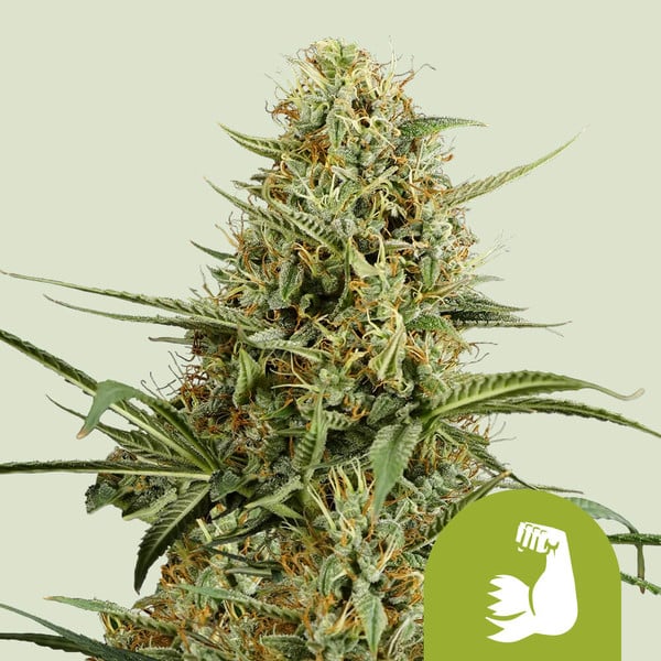 Hulkberry Auto, 3 Seeds
