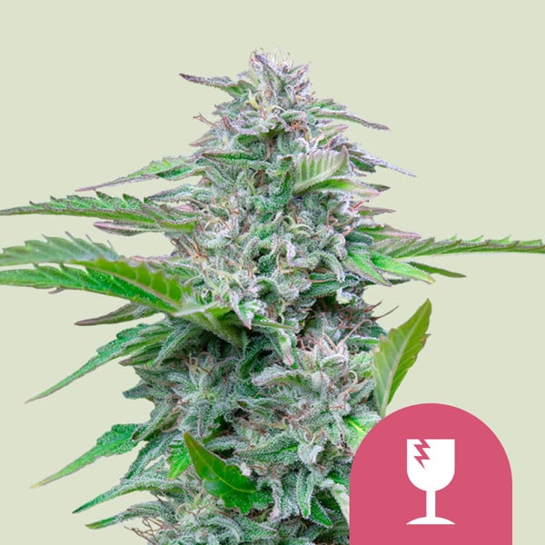 Critical , 3 Seeds